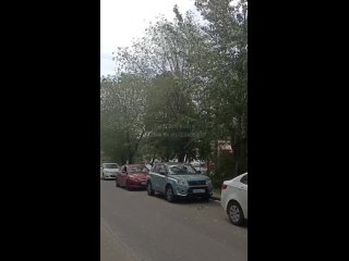 Бедный тополь.... Ни в чем не виноватый... Собирает тополиный пух изо всех сил на себя пыльцу растений, которые цветут... - Лада Палилова