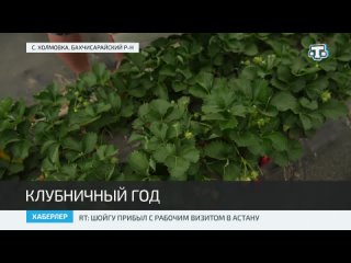 В Крыму продолжается сбор земляники садовой