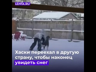 Хаски родился в Иране и всю жизнь был оторван от родных метелей, морозов и сугробов.  Как псу посчастливилось найти... (видео)