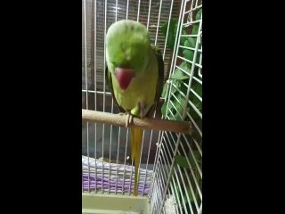 Видео от Попугаи: трюки, игры, обучение