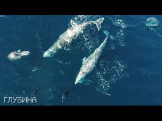 Дрон снимает удивительное видео дельфинов, играющих с китами