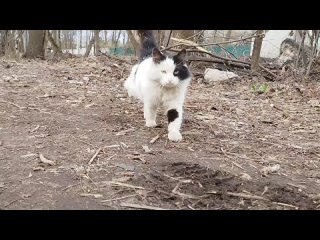 Видео от Фотосток имени Артёма Старшелюка и кота Семëна