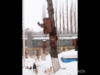 Липецкий зоопарк поделился видео, как курица пыталась втиснуться в скворечник