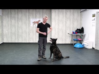 Как научить собаку команде АПОРТ  Как научить щенка слышать команду Апорт