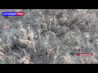 Армия России уничтожает украинских националистов в зоне СВО