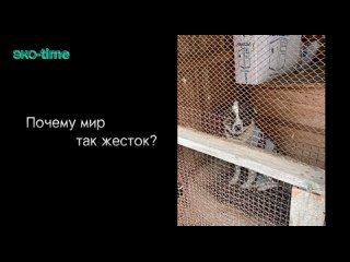 Video by СОШ №1 г.Белоярский