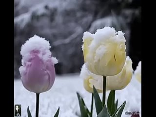 Экстренное предупреждение передали на вторник в восьми районах Сахалинской области