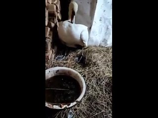 Жительница Русского Потама пытается выходить раненого лебедя