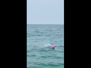 Дача: Полезные советы.  В мире розовых дельфинов  Знакомство с Амазонским речным дельфином