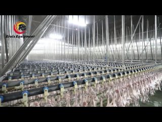 Unveiling the Cutting-Up Process in Poultry Processing