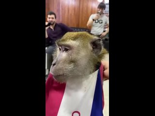 Не шутите с обезьянкой! 😎