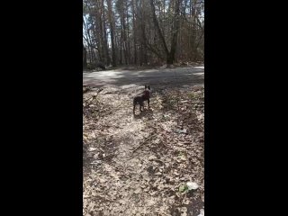 Видео от Дрессировка собак GREAT DOG Просто о сложном.