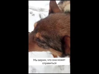 Видео от НАДЕЖДА | Помощь бездомным животным | Казань