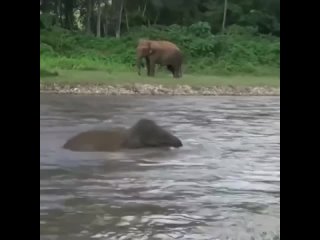 Слон бросился на помощь - intellectipub