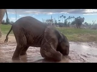 Baby elephant discovers the joys of playing in mud