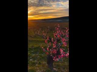 Электричка Севастополь - Симферополь и цветущие персиковые сады - красивое видео от читателя