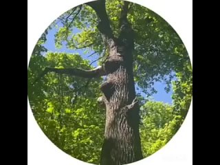 Знаменитый дуб-великан на Кумысной поляне