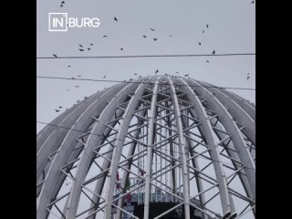 Купол цирка  в Екатеринбурге стал домом для птиц