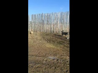 Видео от АМУР  ЛГОО“ПОМОЩЬ БЕЗДОМНЫМ ЖИВОТНЫМ Г.ЛЫСЬВЫ“