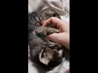 Video by Помощь кошкам ЧЕТЫРЕ ЛАПКИ г.Брянск