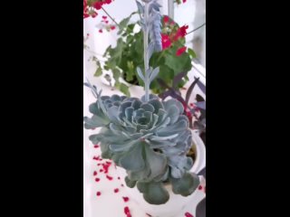 Видео от Комнатные цветы г.Каменск-Уральский