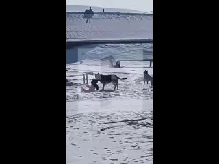 🔴 ⚡️⚡️⚡️⚡️ Проверка по факту нападения собаки на ребенка в Иркутском районе

Прокуратура Иркутского района организовала проверку