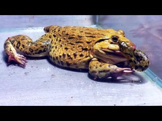 Азиатская лягушка-бык пытается съесть змею живое кормлении Bullfrog Tries Eats B