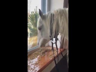 Во время паводка в Оренбурге конь прожил на балконе 10 днейМестные жители приютили дома животное, которое спасалось от воды.