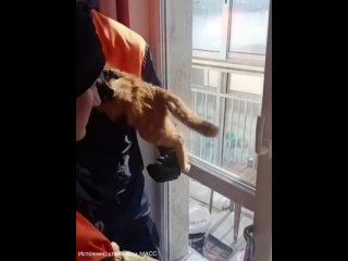 Новосибирские спасатели освободили застрявшего в оконной раме рыжего кота