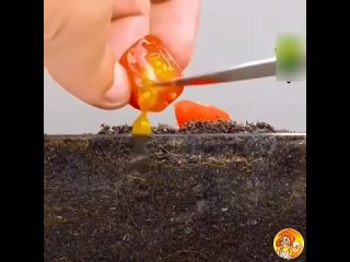 Как правильно выращивать томаты простым способом