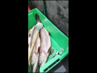 Vido de С удочкой в Югре (Рыбалка на озере Путхан)