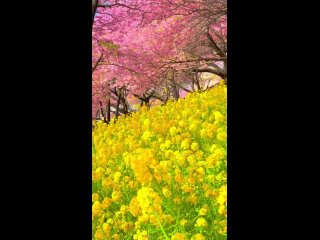 Японская весна неподалеку от Токио 🌸