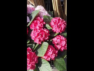 Видео от магазины “Живая природа“ и “Садовый центр“
