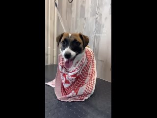 Video von Груминг собак в Санкт-Петербурге, «Девяткино»