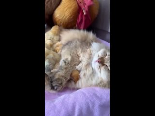 Видео от Самые красивые узоры спицами и котики