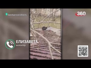 Всеобщий сбор: волонтеры прочесывают Урал в поисках животных