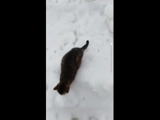 Замерзаете, маленькие котов в мешках нашли сибиряки в поле