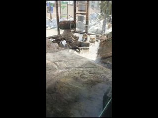 Выдра в Сахалинском зоопарке проинспектировала бассейн после долгой зимы