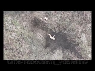 Видеородборка ударов FPV-дронов по пехоте ВСУ.