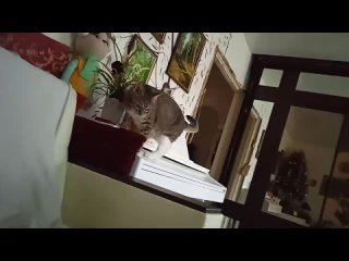 Видео от Кот и пёсики. Гера, Ева и Дюшка с Лялькой
