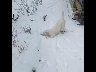 Видео от Питомник ретриверов Нордстрим