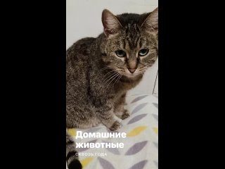 Видео от Дом Спасенных Животных Екатеринбург