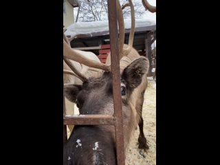 Видео от Тавро Частный конный двор г. Северодвинск