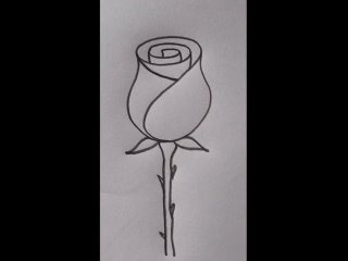 Как карандашом нарисовать закрытый бутон розы