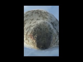Чтобы привлечь самку, тюлень хохлач раздувает пузырь красного цвета, который находится у него в носу.