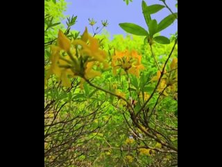 Доброго утроНачинает цвести  Рододендрон жёлтый, он же - понтийская азалияЦветы сильно пахнут, в сочетании с пышным цветен