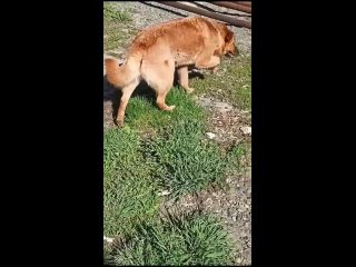 Видео от МЫ В ОТВЕТЕ  Лесной. Собаки.