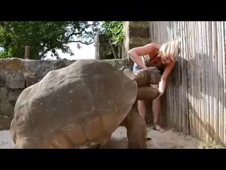 Сухопутные черепахи Галапагосских островов - рекордсмены долголетия