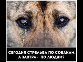 Фонд помощи бездомным животным ВЕРНОСТЬ-Саратовtan video