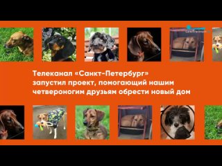 «Друзья, которые не продаются»: телеканал «Санкт-Петербург» запустил проект, помогающий нашим четвероногим друзьям обрести новый